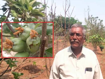 Vijay Sarjerao Khot, an experimental farmer from Devwadi in Sangli planted an apple orchard on Malrana | यू-ट्यूबवरून माहिती, हिमाचल प्रदेशात शेतकऱ्यांची भेट घेतली; अन् सांगलीतील डोंगरवाडीच्या शिवारात सफरचंदाची बाग फुलवली