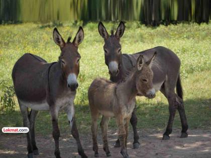 Article over Donkey saving schemes dumbness connected to this animal | लेख: आपला गाढवपणा सोडून गाढवे का जपली पाहिजेत? आता गर्दभ संगोपनाचे प्रयत्न झालेत सुरू Article over Donkey saving schemes dumbness connected to this animal | लेख: आपला गाढवपणा सोडून गाढवे का जपली पाहिजेत? आता गर्दभ संगोपनाचे प्रयत्न झालेत सुरू