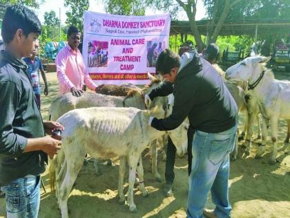 The first donkey clinic in Maharashtra is in Nanded district; Examination of 220 donkeys on the first day itself | महाराष्ट्रात गर्दभांचे पहिले चिकित्सालय नांदेड जिल्ह्यात; पहिल्याच दिवशी २२० गर्दभांची तपासणी