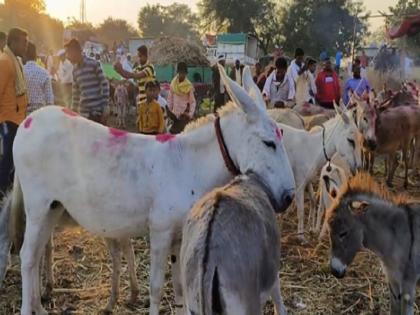 donkeys got higest price in Malegaon Yatra; The price of kathewadi, lasanya pair is as high as 60 thousand | माळेगाव यात्रेत गाढव खातेय भाव; काठेवाडी, लसण्या जोडीची किंमत तब्बल ६० हजारांपर्यंत