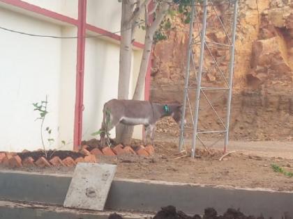 'Hakale' became 'Dambale'; Due to the donkey, the police got the experience of 'Dha' 'Ma' case | 'हाकले' कि 'डांबले' ?; गाढवामुळे पोलिसांना आला 'ध' चा 'मा' प्रकरणाचा अनुभव