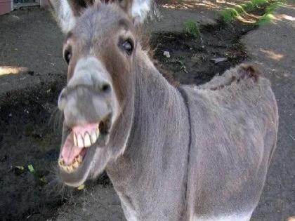 Girl bitten by donkey in Mayani Satara district, seriously injured; A case has been registered against the owner of the donkey | Satara: मायणीत गाढवाने घेतला बालिकेचा चावा, गंभीर जखमी; गाढव मालकावर गुन्हा दाखल