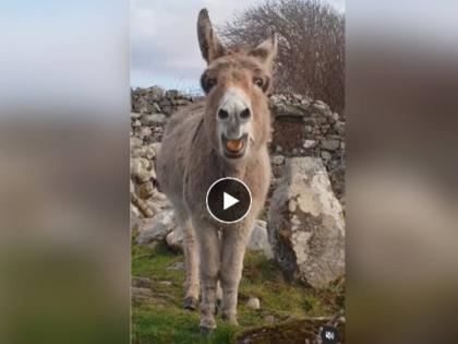 Video goes Viral of Donkey Singing Opera Music just like professional singer see comments | Singing Donkey Video: 'सूरसम्राट' गाढव! आपल्या आवाजाने त्याने साऱ्यांनाच केलं अवाक्, व्हिडीओ झाला व्हायरल