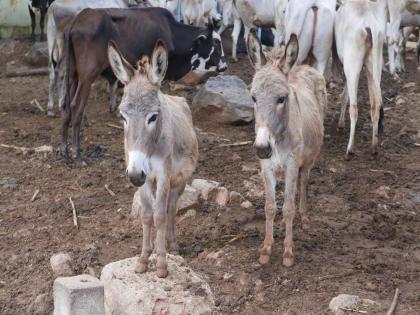 गाढव पाळण्यासाठी केंद्र सरकार देणार ५० लाख रुपये; कसा घ्यायचा योजनेचा फायदा? जाणून घ्या