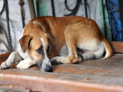 Sterilization of 500 dogs in 30 days in Ulhasnagar; Cats will also be vaccinated | उल्हासनगरात ३० दिवसात ५०० कुत्र्याचे निर्बीजीकरण; महापालिकेचा पुढाकार