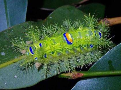 How to protect yourself and the crop from cutworms? | घोणस अळीपासून स्वत:ला आणि पिकाला कसे वाचवाल?