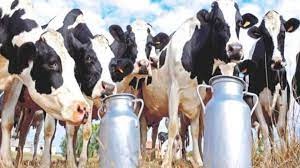 Caring for cows and buffaloes is expensive; I could afford the milk in the bag | गायी-म्हशी सांभाळणं झालं खर्चिक; त्यापेक्षा पाकिटातलं दूध परवडलं