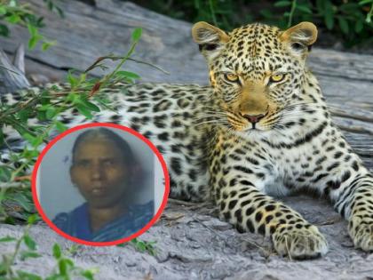 Leopard killed woman sleeping in courtyard, incident in Savli forest region | अंगणात झोपलेल्या महिलेला बिबट्याने केले ठार, सावली वनपरिक्षेत्रातील घटना