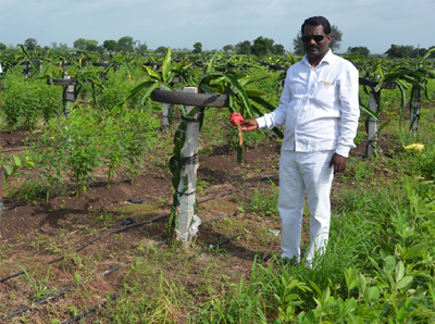 'Dragon Fruit' experiment is successful in the district! | जिल्ह्यात आता ‘ड्रॅगन फ्रूट’चा प्रयोगही यशस्वी !