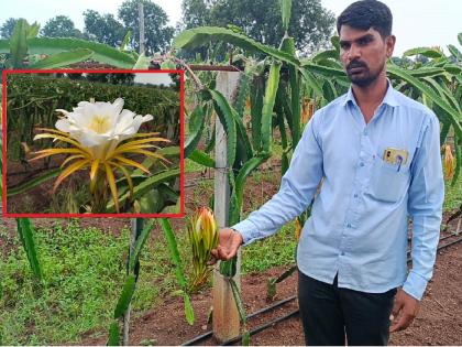 America's Dragon Fruit Cultivation in Aurangabad; Successful cultivation on 100 acres | Video: अमेरिकेच्या ड्रॅगन फ्रूटची शेती औरंगाबादेत धरतेय बाळसे; १०० एकरावर यशस्वी लागवड