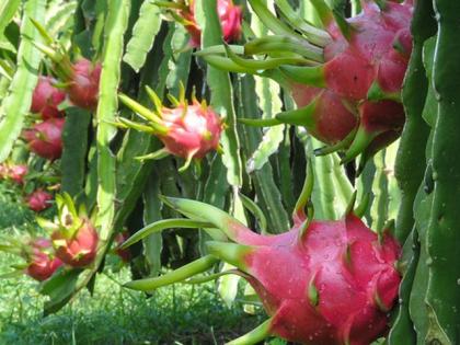 Successful experiment of dragon fruit in Vidarbha; Planted on the field of PDKV | विदर्भात ड्रॅगन फ्रुटचा यशस्वी प्रयोग; पंदेकृविच्या प्रक्षेत्रावर लागवड