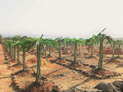 Successful farming of dragon fruit in the red soil of Konkan after 40 years of medical service | ४० वर्षाच्या वैद्यकीय सेवेनंतर कोकणच्या लाल मातीत केली ड्रॅगन फ्रूटची यशस्वी शेती