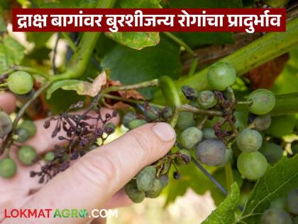 Latest News Agriculture News Fungal diseases, including downy mildew, are prevalent in grape farms | Agriculture News : द्राक्ष शेतीचा हंगामचं संपला! बागांमध्ये डाऊनीसह बुरशीजन्य रोगांचा प्रादुर्भाव Latest News Agriculture News Fungal diseases, including downy mildew, are prevalent in grape farms | Agriculture News : द्राक्ष शेतीचा हंगामचं संपला! बागांमध्ये डाऊनीसह बुरशीजन्य रोगांचा प्रादुर्भाव