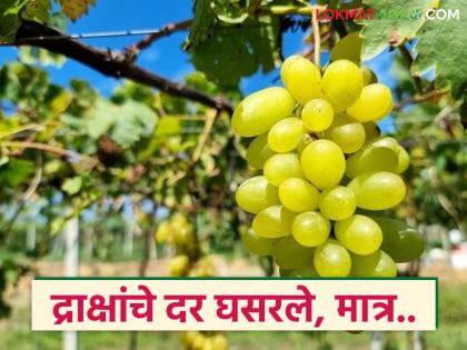 Grape exports have increased, farmers getting low prices, see exportable grapes prices | द्राक्ष निर्यात वाढली, मात्र शेतकऱ्यांना कवडीमोल दर, निर्यातक्षम द्राक्षांना काय भाव मिळतोय? Grape exports have increased, farmers getting low prices, see exportable grapes prices | द्राक्ष निर्यात वाढली, मात्र शेतकऱ्यांना कवडीमोल दर, निर्यातक्षम द्राक्षांना काय भाव मिळतोय?