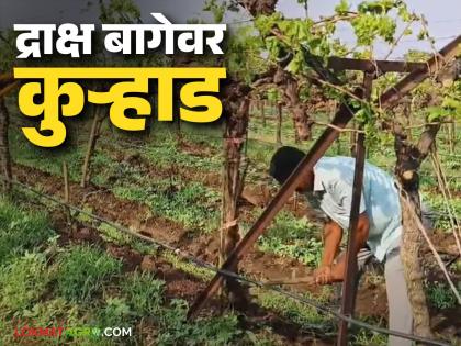 Latest News agriculture News nashik Farmer cuts down two acres of grape farm | छोटं-मोठं पीक घेतो, द्राक्ष बाग नको, शेतकऱ्यानं दोन एकरावरील द्राक्ष बाग भुईसपाट केली Latest News agriculture News nashik Farmer cuts down two acres of grape farm | छोटं-मोठं पीक घेतो, द्राक्ष बाग नको, शेतकऱ्यानं दोन एकरावरील द्राक्ष बाग भुईसपाट केली