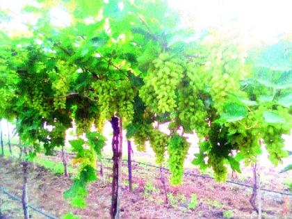  Due to cloudy weather, chances of disease in grape crisis: prices fall due to cloudy weather; Pomegranate, grape growers hit | ढगाळ हवामानामुळे द्राक्षबागा संकटात रोगाची शक्यता : व्यापाºयांकडून दरात घसरण; डाळिंब, द्राक्ष उत्पादकांना फटका