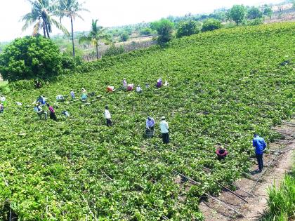 Three acres of grapefruit collapsed in Anjani-Incidental attack | अंजनी येथे तीन एकर द्राक्षबाग कोसळली-अवकाळीचा फटका