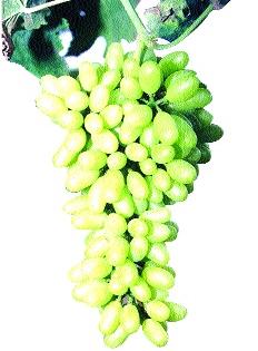  Increase in Exportable Grapes Abuse: Reverse Repo 70 rupees | निर्यातक्षम द्राक्षांच्या अबकारीत वाढ : प्रतिकिलो ७० रुपये कर