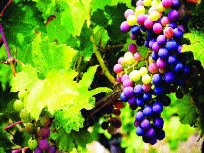  Grapes stopped due to cold, the crisis of climate change | थंडीमुळे द्राक्षांची साखरभरणी थांबली, वातावरण बदलाचे संकट