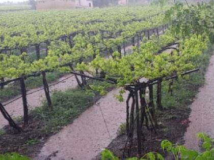 Unseasonal rains muddy 40,000 acres of vineyards in Sangli district | अवकाळी पावसामुळे सांगली जिल्ह्यात ४०,००० एकर द्राक्षबागेचा चिखल