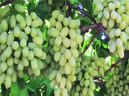 Traders robbing grape growers want Nashik pattern bang | द्राक्ष उत्पादकांना लुटणाऱ्या व्यापाऱ्यांना हवा नाशिक पॅटर्नचा दणका, ..तर फसवणुकीचे धाडस करणार नाहीत