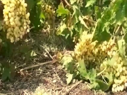 Unseasonal rains hit vineyards in Sangli district | सांगली जिल्ह्यात अवकाळी पावसाचा द्राक्षबागांना तडाखा