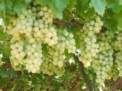 Extortion of 47 lakhs to 20 grape growers in Manerajuri sangli, Uttar Pradesh suspects | Sangli News: मणेराजुरीतील द्राक्ष उत्पादकांना ४७ लाखांचा गंडा, उत्तर प्रदेशचे संशयित पसार 