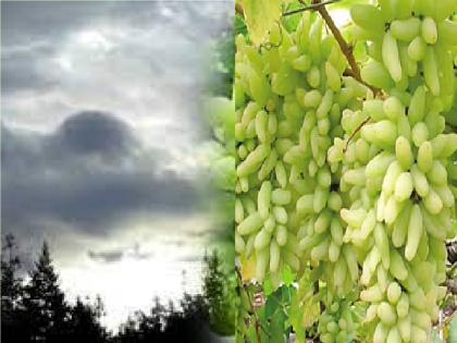 Currant growers are worried about cloudy weather | ढगाळ हवामानाने बेदाणा उत्पादक हवालदिल