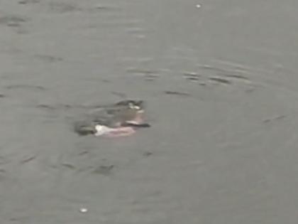 Couple ends life by jumping into Vashishti river chiplun, search underway | Ratnagiri: वाशिष्टी नदीत उडी घेत दाम्पत्याने संपविले जीवन, शोध सुरू Couple ends life by jumping into Vashishti river chiplun, search underway | Ratnagiri: वाशिष्टी नदीत उडी घेत दाम्पत्याने संपविले जीवन, शोध सुरू