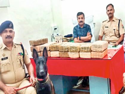 'Drona' dog sniffed and found 32 kg of ganja in the train | ‘द्रोणा’ श्वानाने वास हुंगला अन् रेल्वेत झटक्यात सापडला ३२ किलो गांजा!