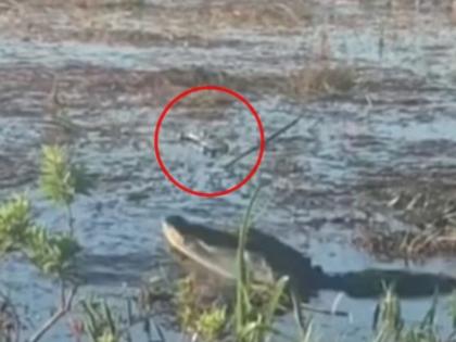 Shocking video crocodile ate drone and smoke coming from his mouth | VIDEO : मगरीनं खाल्लं ड्रोन, मग तोंडातून निघू लागला धुरच धूर!