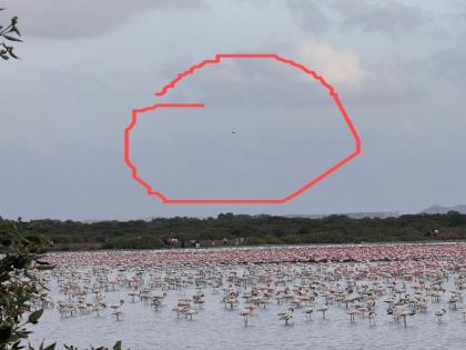 Drones are now a threat to flamingos, NatConnect complains to the Chief Minister | फ्लेमिंगोंना आता ड्रोनचा धोका, नॅटकनेक्टची मुख्यमंत्र्यांकडे तक्रार