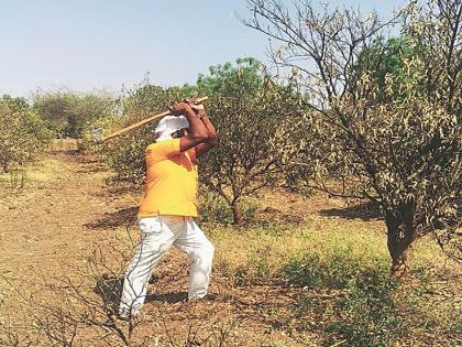 Due to drought, farmer cuts 400 mosanbi trees in Aurangabad | दुष्काळामुळे शेतकऱ्याची ४०० झाडांच्या मोसंबीच्या बागेवर कुऱ्हाड
