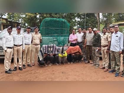 Two vehicles smuggling rare exotic birds caught, five arrested | दुर्मीळ विदेशी पक्ष्यांची तस्करी करणारी दोन वाहने पकडली, पाच जणांना घेतले ताब्यात