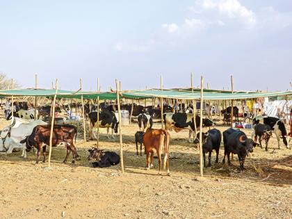 fodder camp in Mhaswad saving cattle and farmers in drought | जनावरं आणि माणसं जगवणारी छावणी!