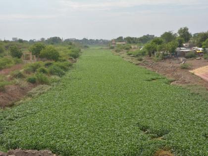 World Environment Day : Where is the DPR for beautification of Morna river? | World Environment Day : मोर्णा नदीच्या सौंदर्यीकरणाचा "डीपीआर" आहे कोठे?