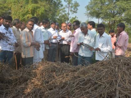 Crop loss due to rain; farmer tells their agony to Central inspection team | काहीच नाही राहिलं; सगळं ‘अवकाळी’ने पळविलं!