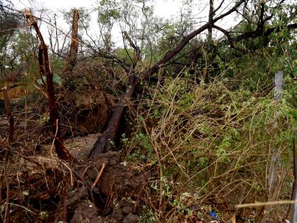 Around 100 trees fell in the office of the Superintendent of Police and the area | पोलीस अधीक्षक कार्यालय आणि परिसरात सुमारे शंभर वृक्ष जमीनदोस्त