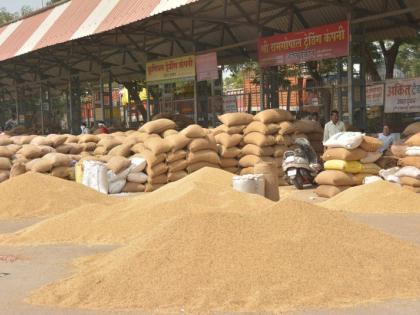 Soybean arrivals increase in Akola market committee! | अकोला बाजार समितीत वाढली सोयाबीनची आवक!