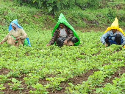  In Sindhudurg district, 23% of agriculture works are completed, highest in Kudal taluka | सिंधुदुर्ग जिल्ह्यात शेतीची २३ टक्के कामे पूर्ण, कुडाळ तालुक्यात सर्वाधिक 