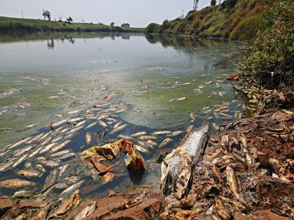 Fish in Panchganga river basin die due to pollution | भयावह..! पंचगंगा बनली विषगंगा, प्रदुषणाच्या दाहकतेचे टोक; प्रशासनाने हात झटकले