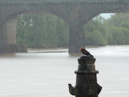 Kolhapur: Gaganbawada, Shahuwadi, Chandgarh rains, increase in rivers, four dams under water | कोल्हापूर : गगनबावडा, शाहूवाडी, चंदगडमध्ये दमदार पाऊस, नद्यांच्या पातळीत वाढ, चार बंधारे पाण्याखाली