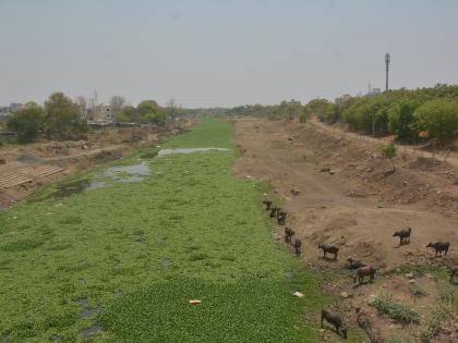 Morna river bed polluted again; mosquitoes increased! | मोर्णेच्या पात्रात पुन्हा जलकुंभी; डासांची पैदास वाढली!