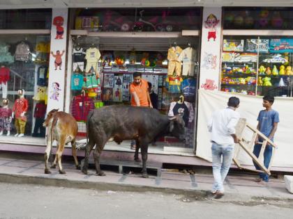 Panic of live animals infiltrating live shops in Solapur | थेट दुकानातच घुसणाºया जनावरांची सोलापुरातील नवीपेठेत दहशत