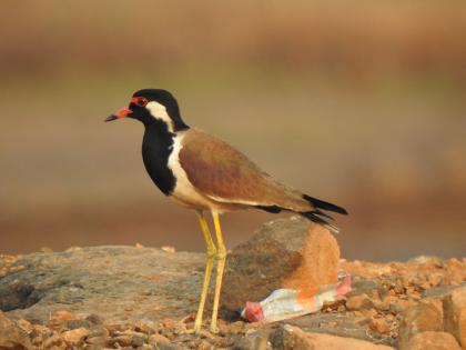 Let's see the birds: Peon Bulbul, Thipekwala Pingala and many more ... | चला, पक्षी पाहुया : शिपाई बुलबुल, ठिपेकवाला पिंगळा आणि बरचं काही...