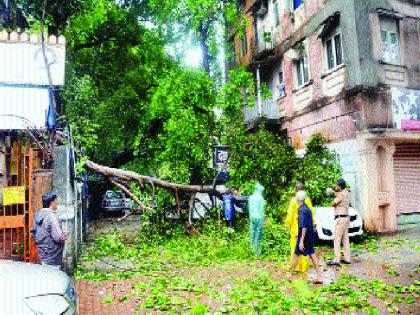 Responsible to the land owner on the dangerous tree | धोकादायक झाडांची जबाबदारी जमीन मालकावर