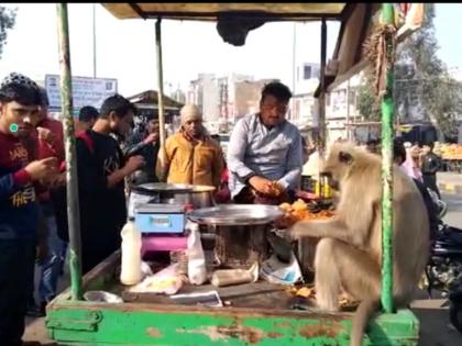 काय सांगता? कचोरी, जिलेबी खायला येतं 'हे' माकड; सकाळीच दुकानात नाष्ता करायला येऊन बसतं