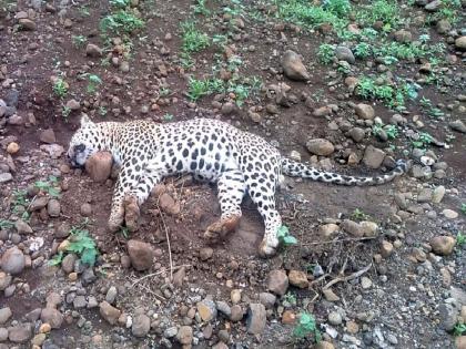 Dead body of leopard found in cotton crop | कपाशीच्या पिकात आढळला बिबट्याचा मृतदेह, परिसरात खळबळ