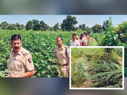 the police seized a tractor full of ganja on second day too; One person passed out while the action was going on | दुसऱ्या दिवशीही पोलिसांनी जप्त केला ट्रॅक्टरभर गांजा; कारवाई सुरू असताना एक जण पसार