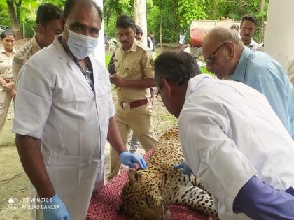 'Tick fever' driving carnivore 'wildlife' to death?; 3 leopards died in eighteen days | 'टिक फिव्हर' ढकलतेय मांस भक्षक 'वन्यजीवांना' मृत्यूच्या दाढेत?; अठरा दिवसांत ३ बिबट्यांचा मृत्यू 